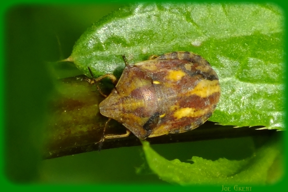 Eurygaster