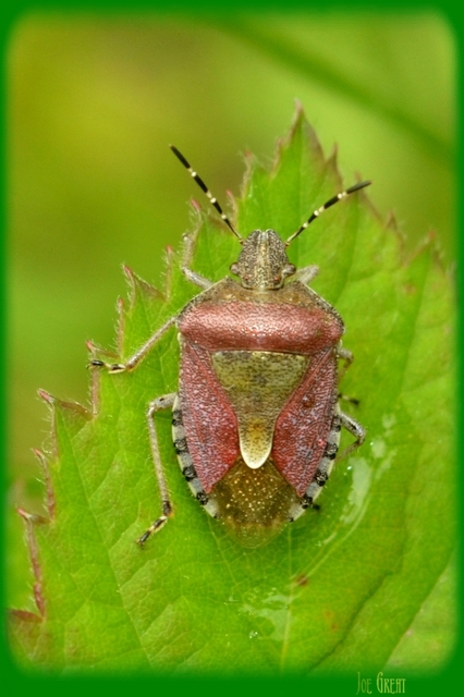 Dolycoris baccarum - közönséges bogyómászó-poloska Dolycoris baccarum - közönséges bogyómászó-poloska