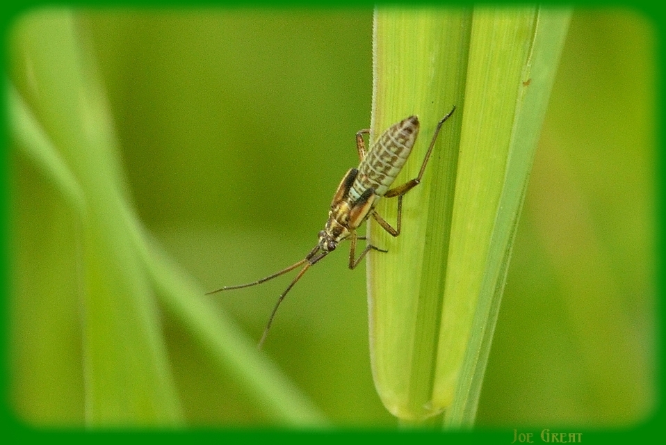 Leptopterna