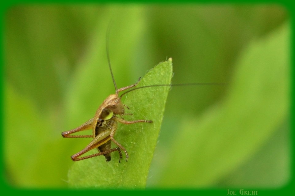 Platycleis