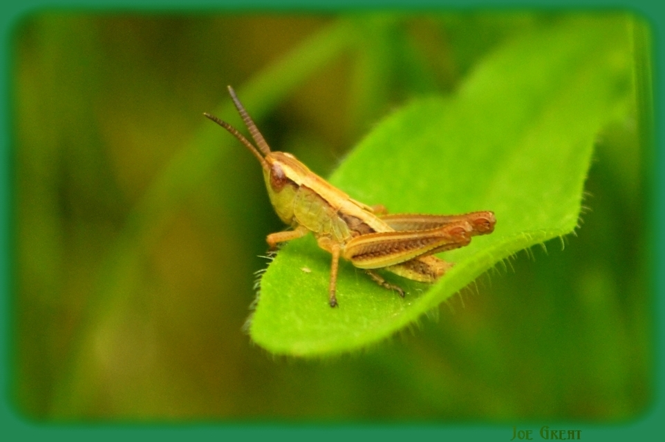 Chorthippus