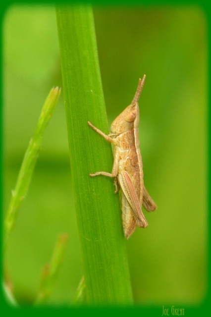 Chrysochraon dispar - aranyos sáska
