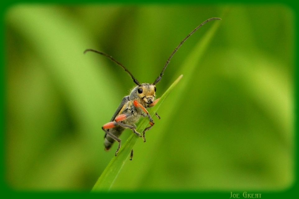 Phytoecia icterica - murokcincér Phytoecia icterica - murokcincér