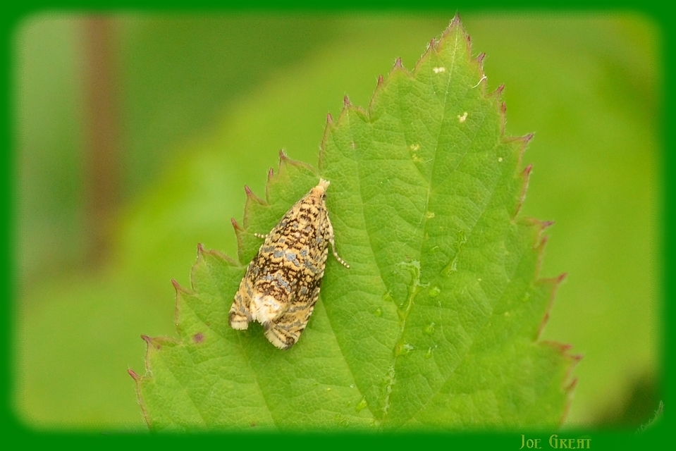 Celypha lacunana - vízparti tükrösmoly