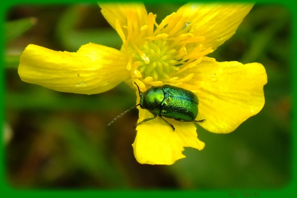 Cryptocephalus