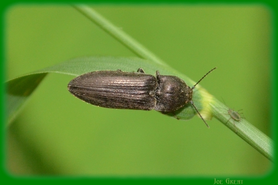 Elateridae - pattanóbogárfélék