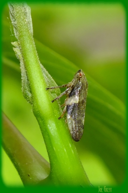 Aphrophora alni