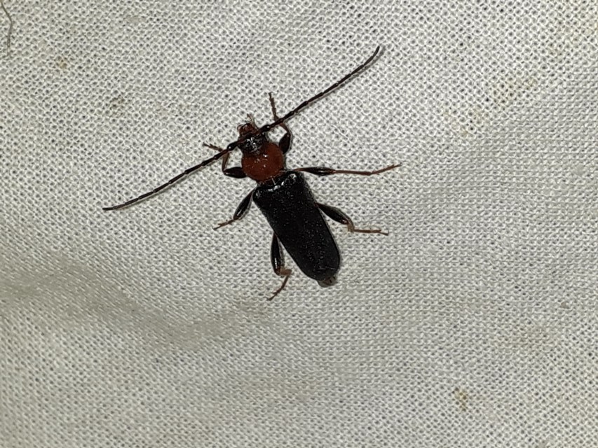 Phymatodes testaceus - változékony korongcincér Phymatodes testaceus - változékony korongcincér