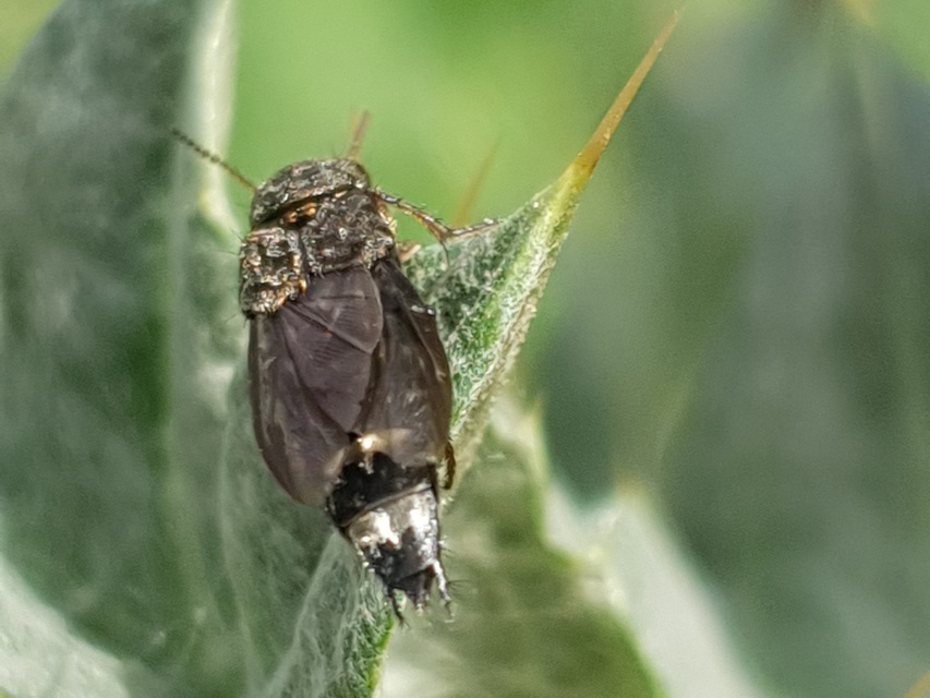 Ontholestes haroldi - sárgatérdű holyva