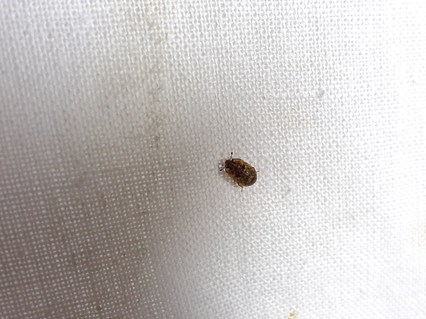 Soronia grisea - pettyegetett fénybogár