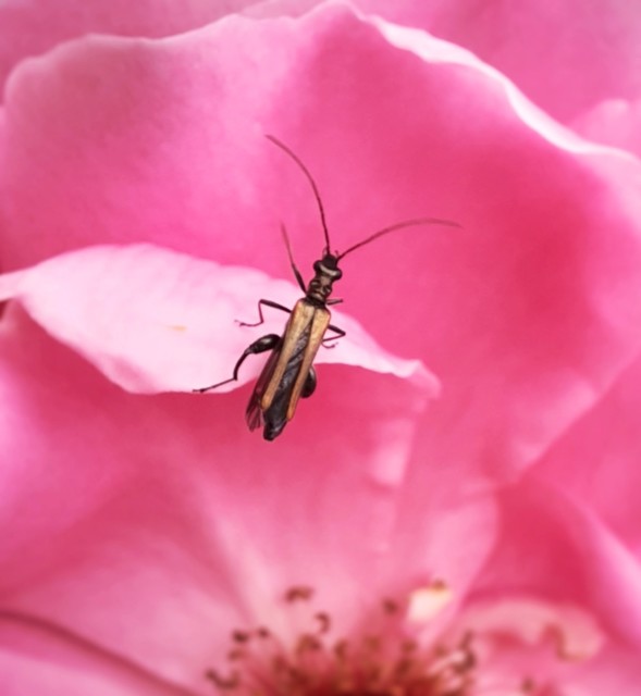 Oedemera femorata - sárgahátú álcincér