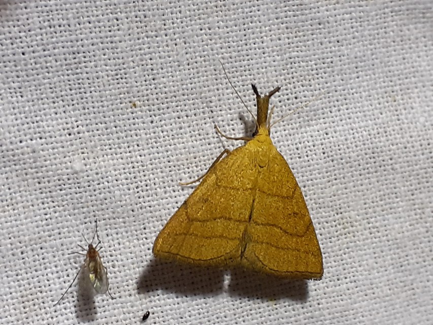 Polypogon tentacularia - sötétaljú karcsúbagoly