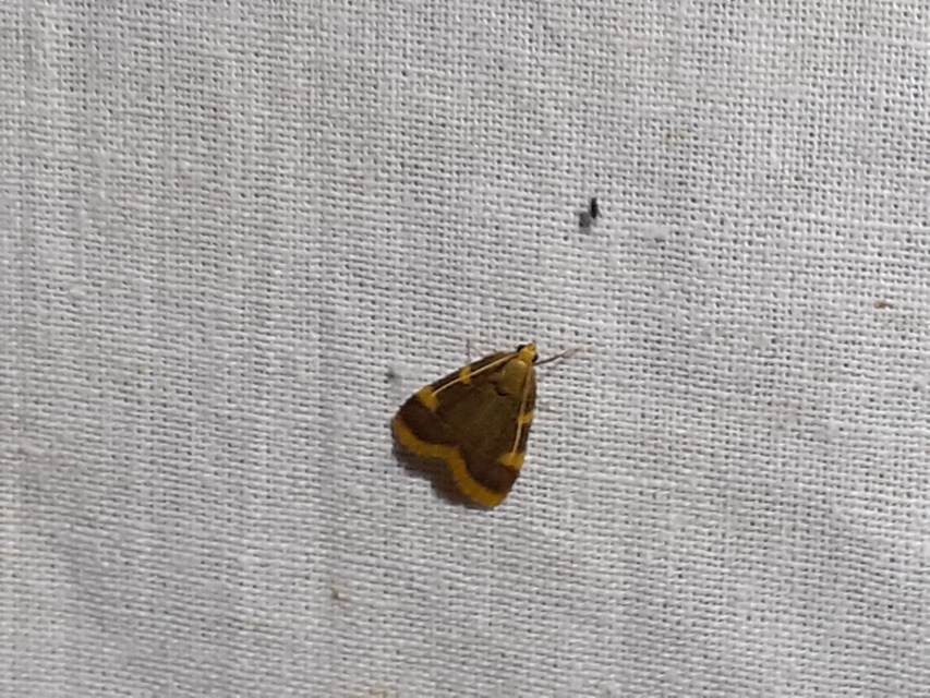 Hypsopygia costalis - szénailonca