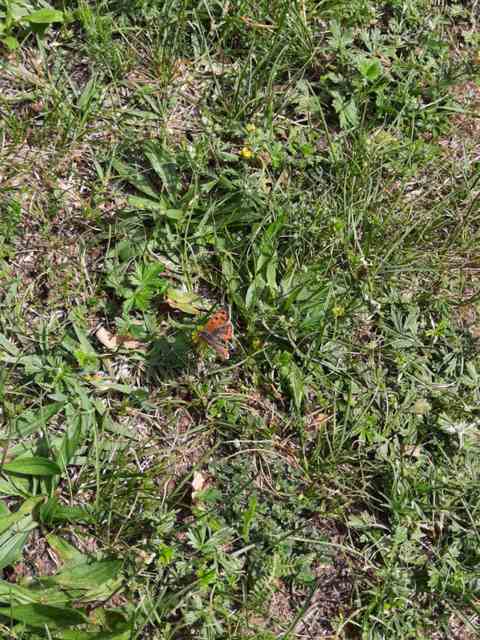 Lycaena phlaeas - közönséges tűzlepke