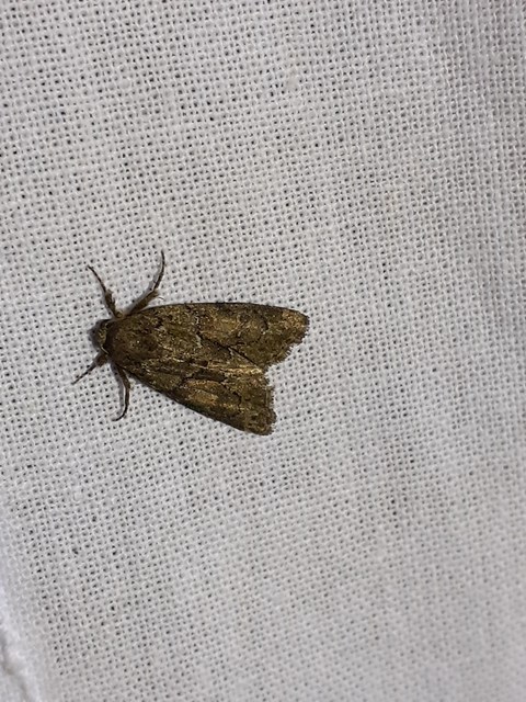 Cryphia fraudatricula - homoki zuzmóbagoly