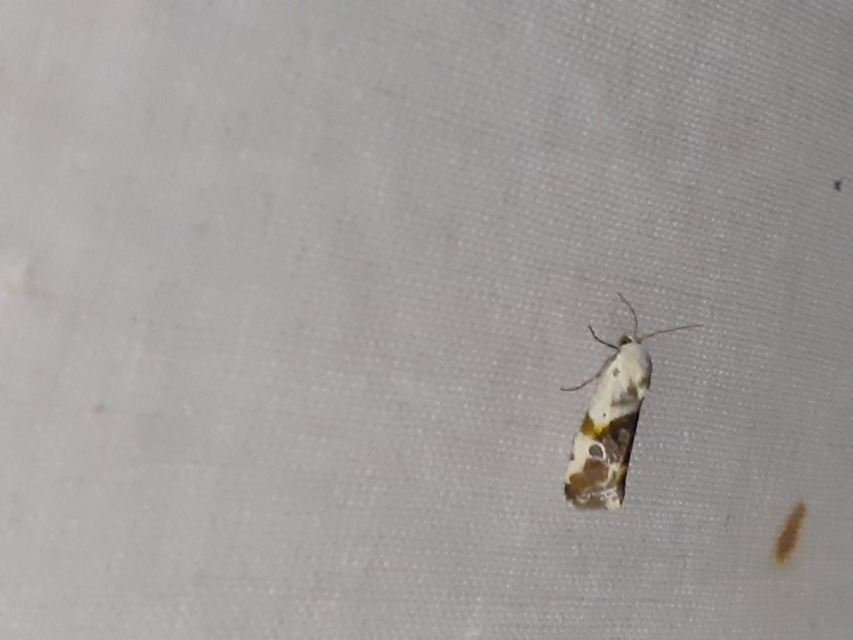 Ponometia candefacta - parlagfűbagoly