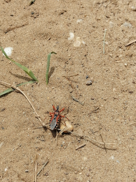 Rhynocoris iracundus - közönséges gyilkospoloska