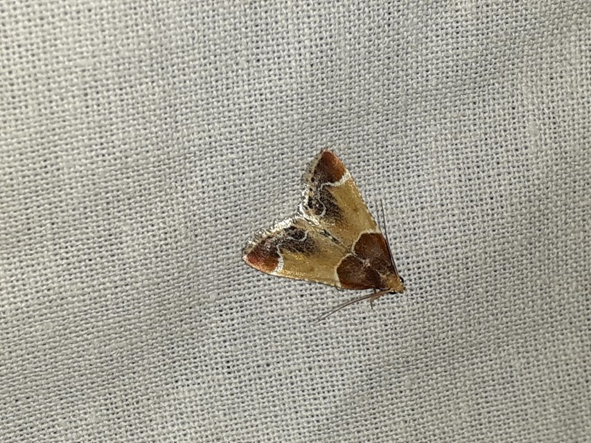 Pyralis farinalis - lisztilonca