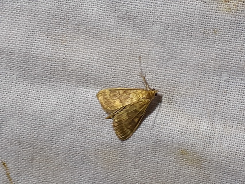 Ostrinia nubilalis - kukoricamoly