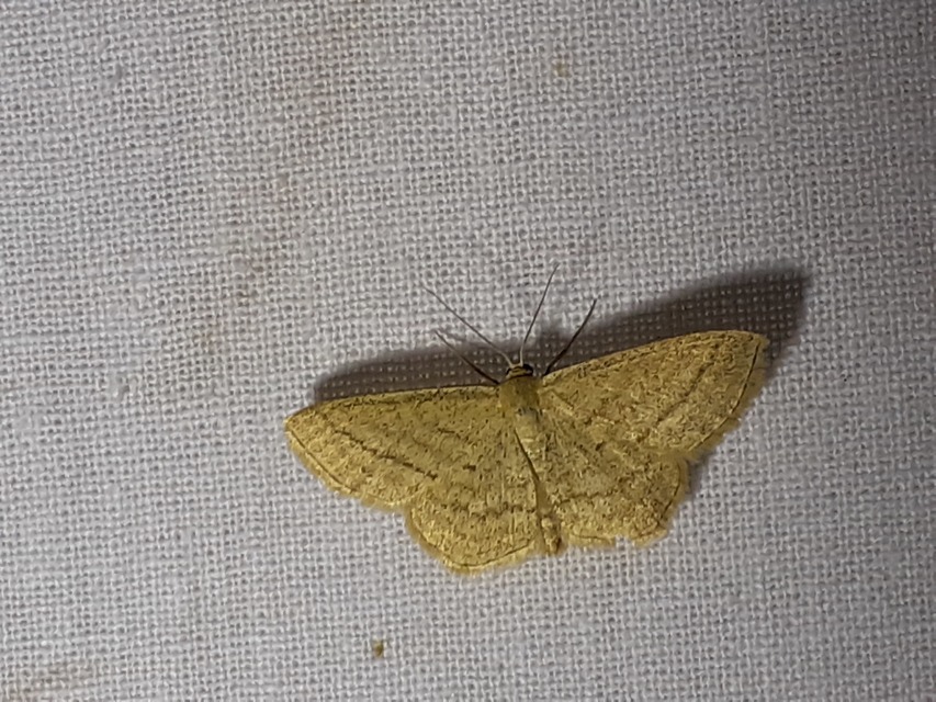 Scopula virgulata - vesszős sávosaraszoló