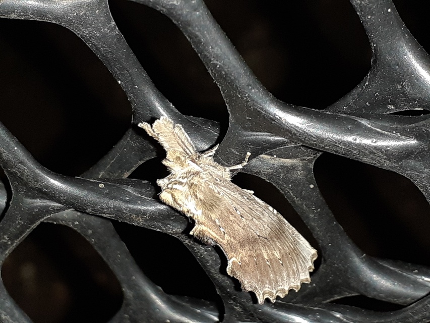 Pterostoma palpina - csőrös púposszövő