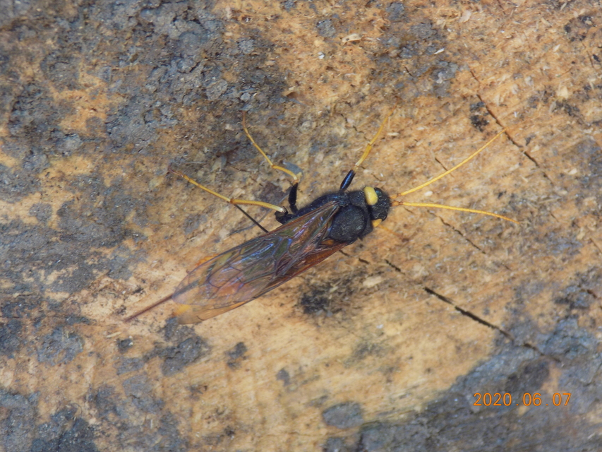 Urocerus gigas