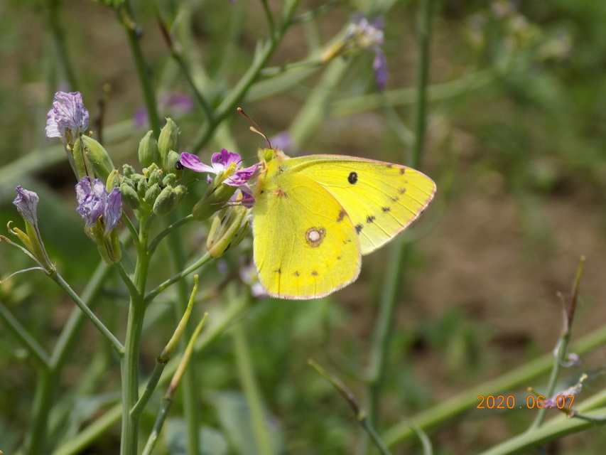 Colias erate - csángó-kéneslepke