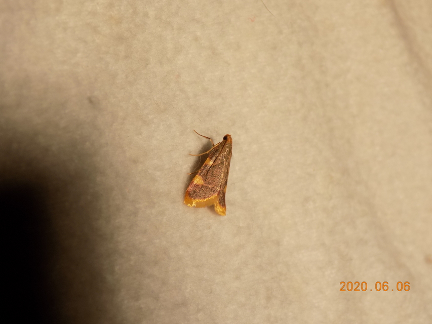 Hypsopygia costalis - szénailonca