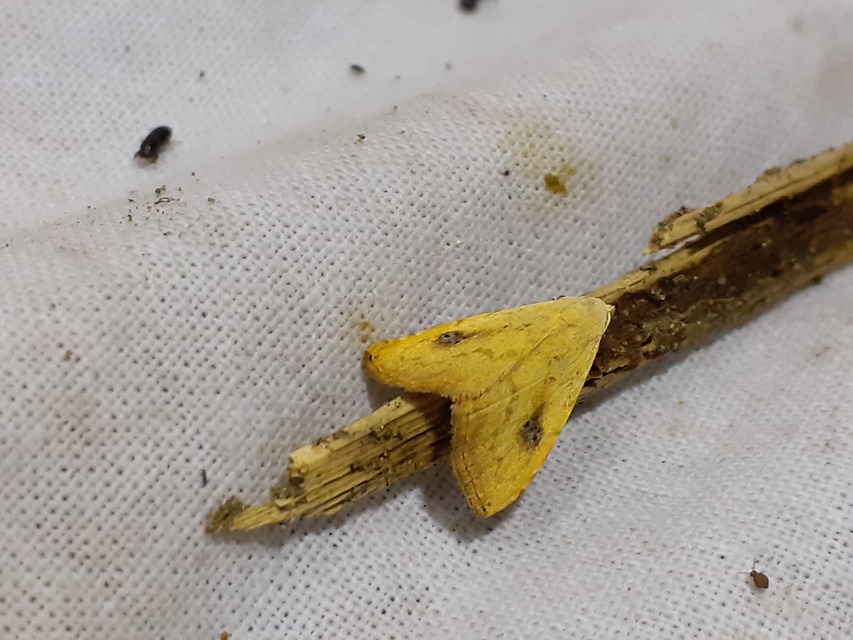 Rivula sericealis - selymes lórombagoly
