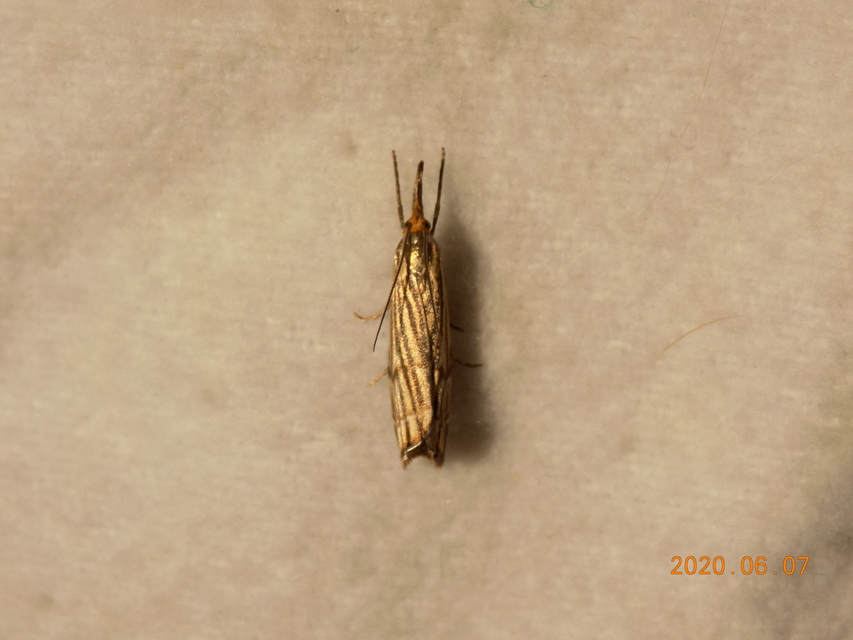 Chrysocramboides craterella - rácsos fűgyökérmoly