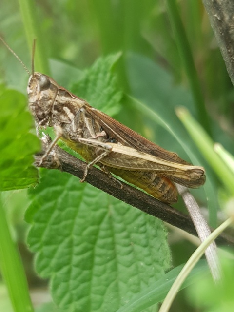 Chorthippus (Glyptobothrus) (subgenus)