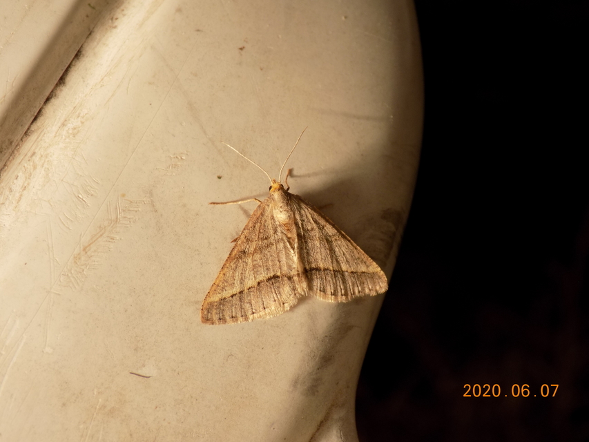 Tephrina arenacearia - lucerna-araszoló