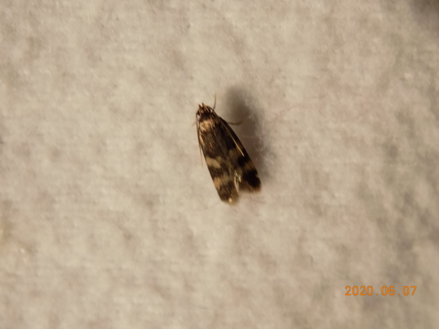 Autostichidae - avarmolyfélék