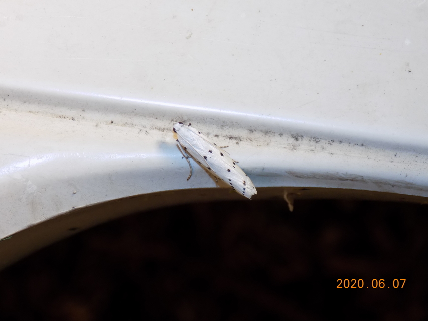 Myelois circumvoluta - pettyes karcsúmoly