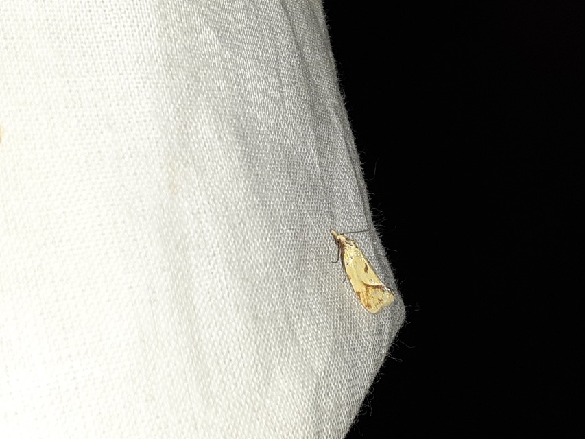 Agapeta hamana - közönséges sárgamoly