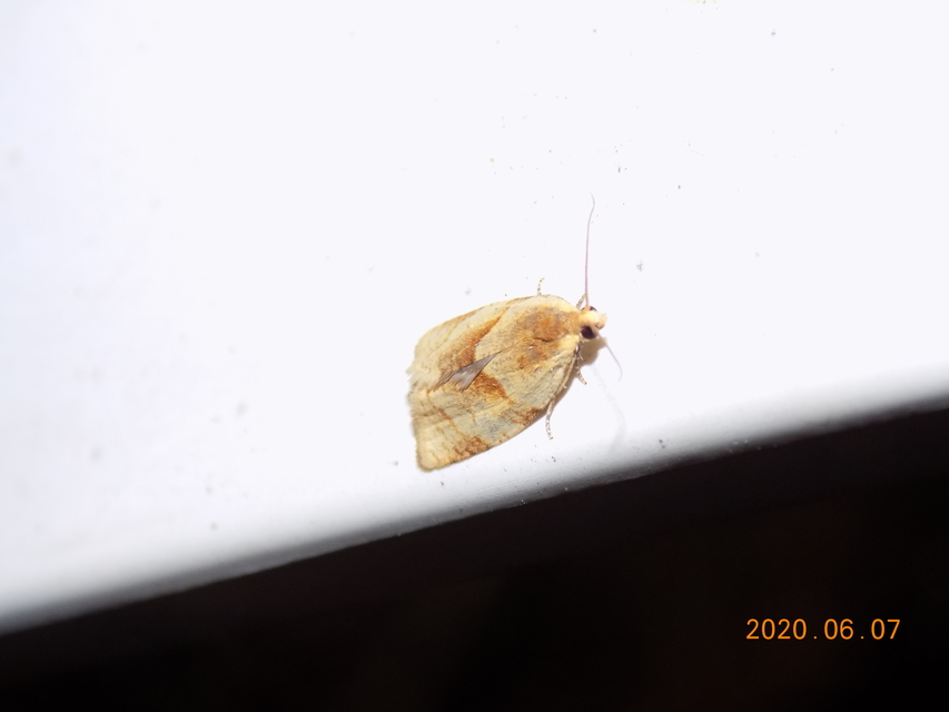 Clepsis rurinana - fakó sodrómoly