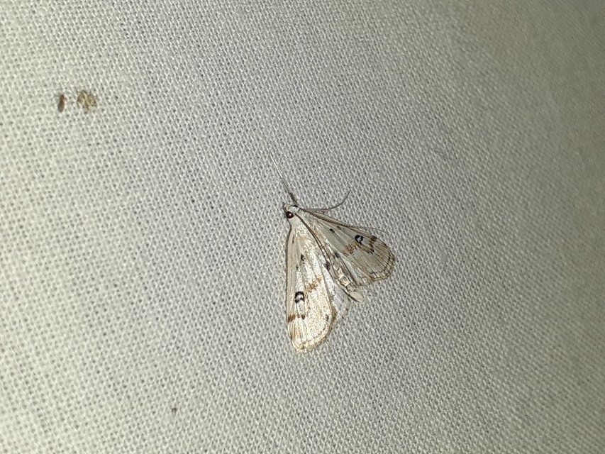 Parapoynx stratiotata - közönséges vízimoly