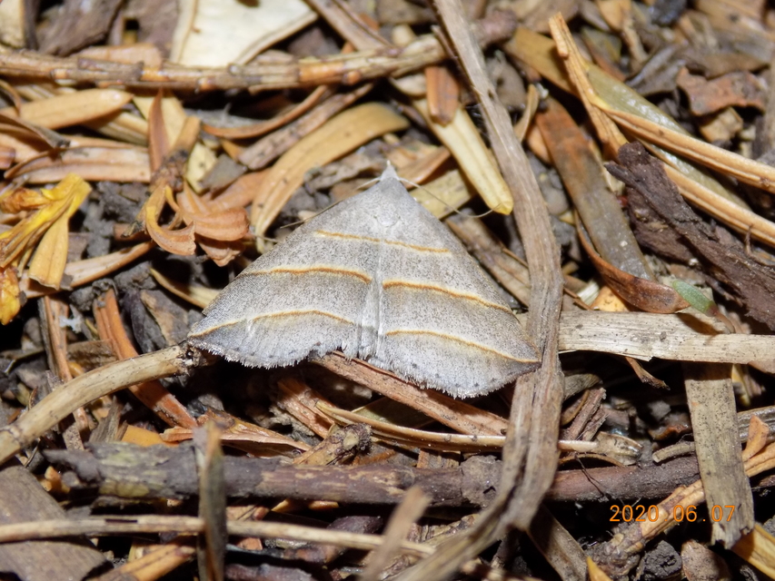 Colobochyla salicalis - háromsávos törpebagoly