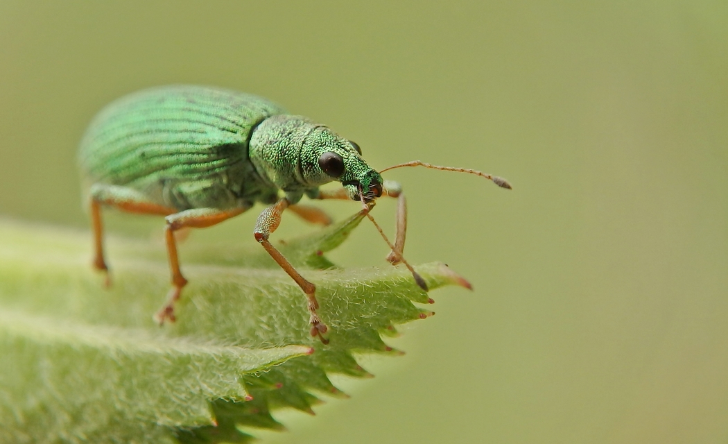 Polydrusus formosus - selymes lombormányos