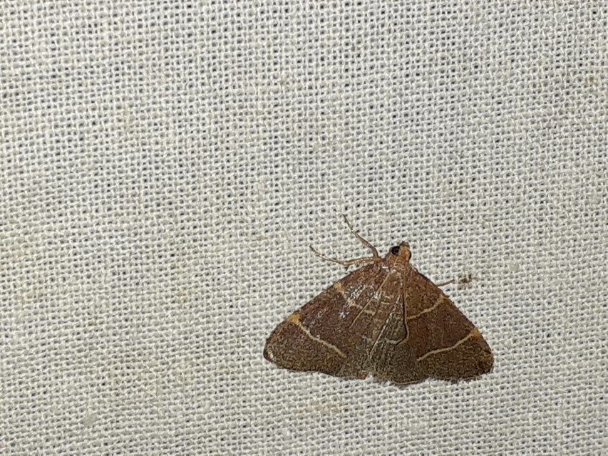 Hypsopygia glaucinalis - rezes fényilonca