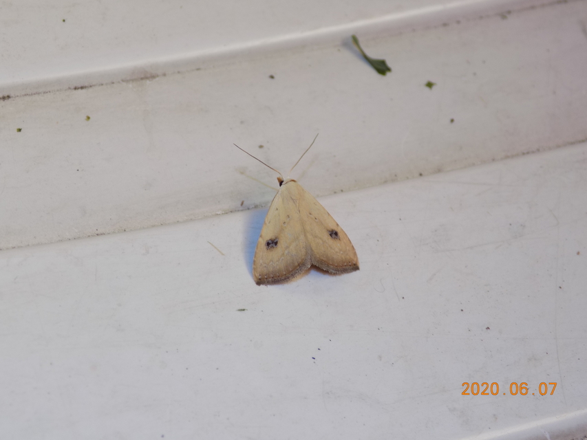 Rivula sericealis - selymes lórombagoly