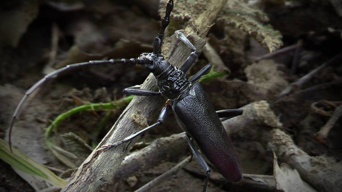 Cerambyx cerdo - nagy hőscincér