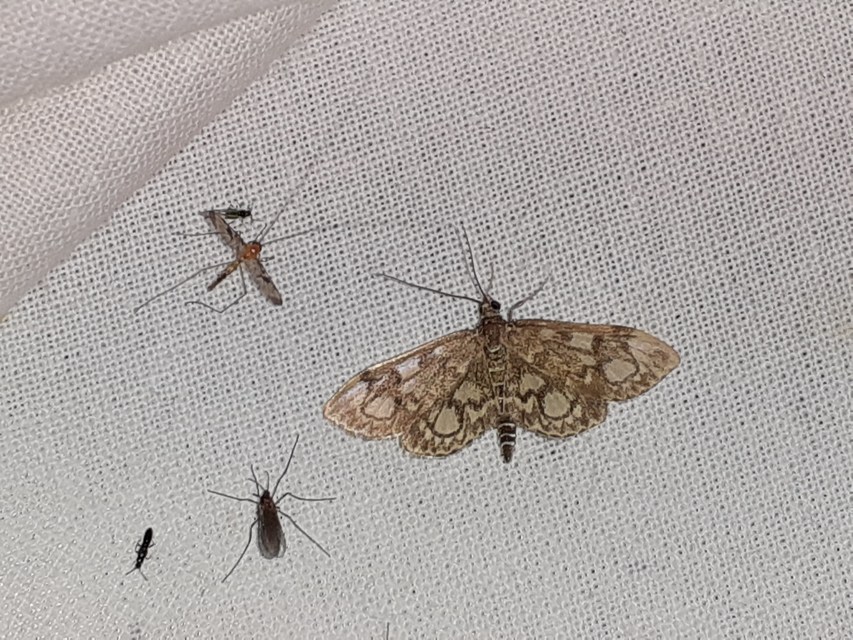Anania coronata - koronás dudvamoly