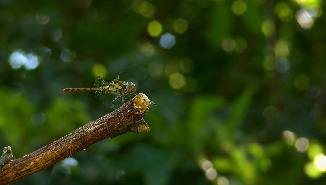 Sympetrum striolatum - harántsávos katona-szitakötő