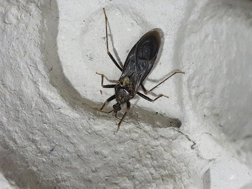 Reduvius personatus - szemetes zugpoloska