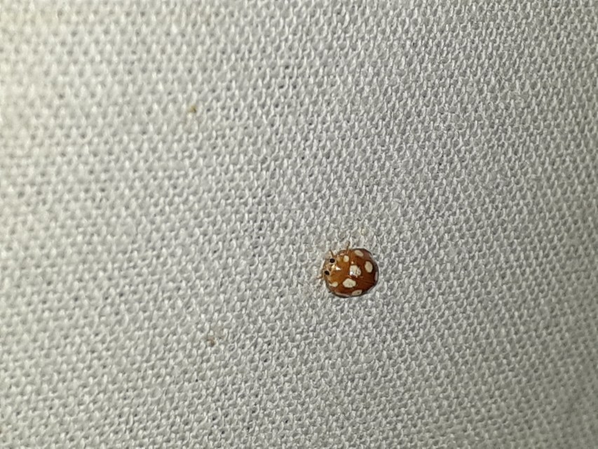 Vibidia duodecimguttata - tizenkétcseppes füsskata