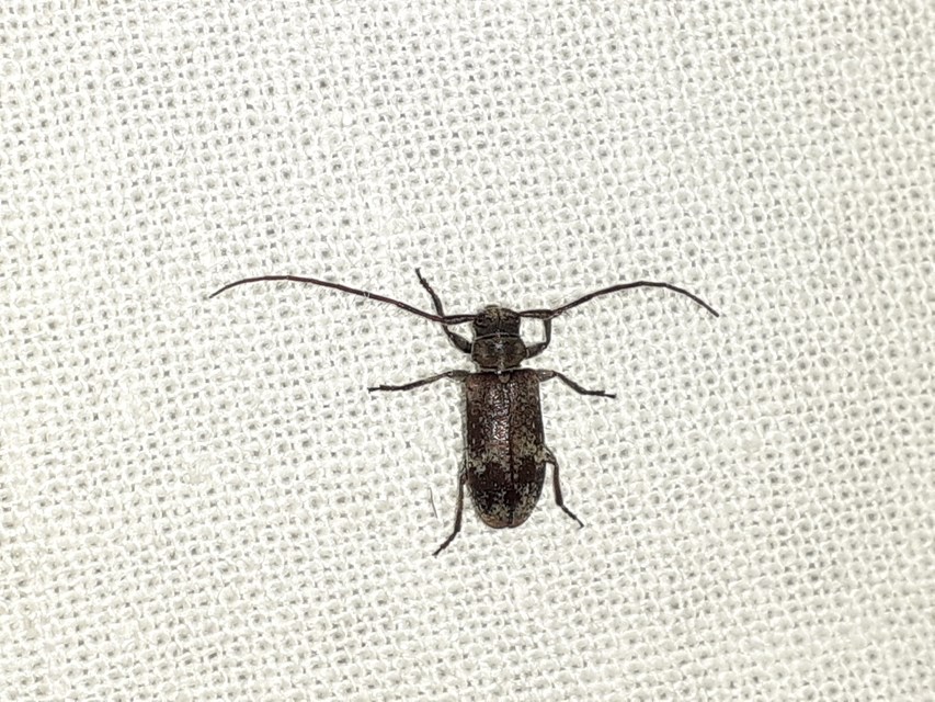 Exocentrus adspersus - tölgyfa-rőzsecincér