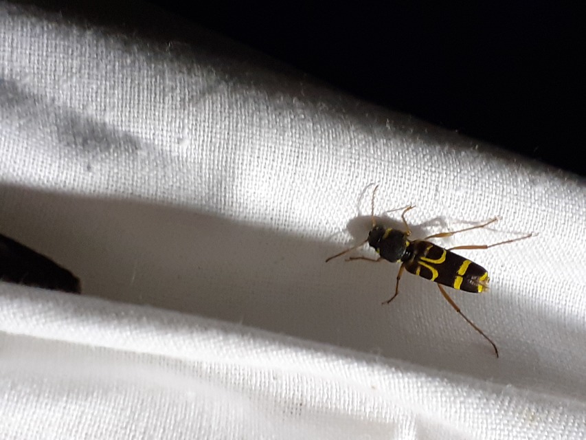 Xylotrechus arvicola - gazdászcincér