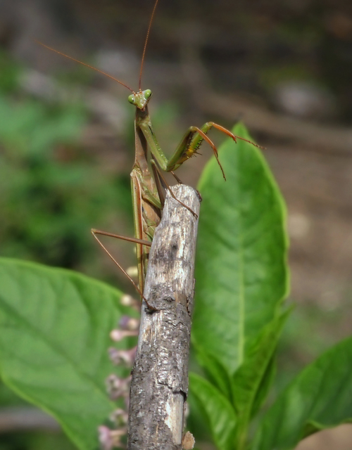 Mantis religiosa - imádkozósáska