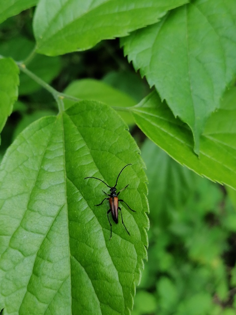 Stenurella melanura - feketevégű karcsúcincér